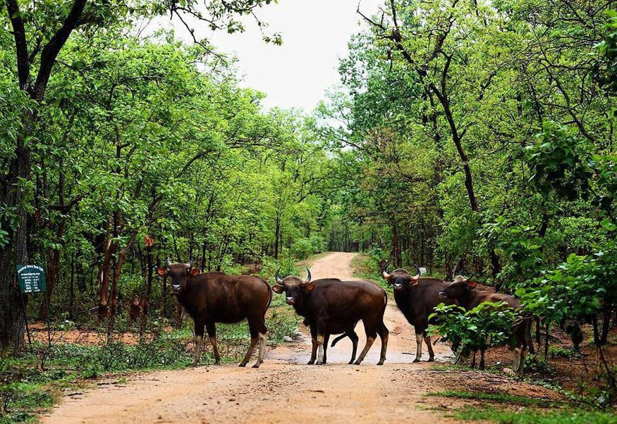 Barnawapara Wildlife Sanctuary
